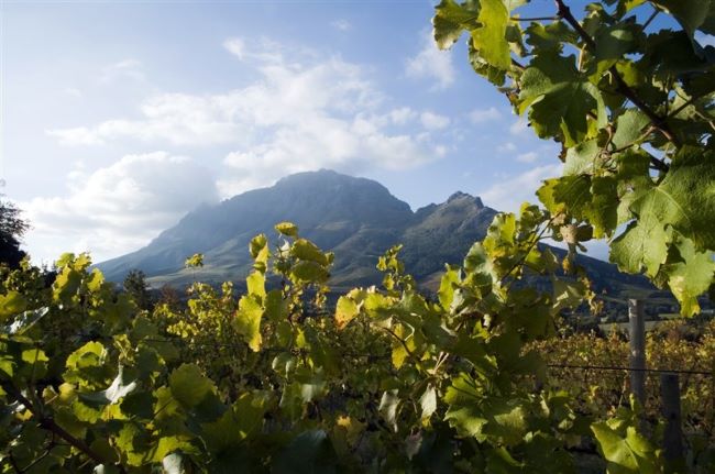 The Cape Winelands await in South Africa. Micato's guests will mix and mingle with vintners. Photo by South Africa Tourism. 