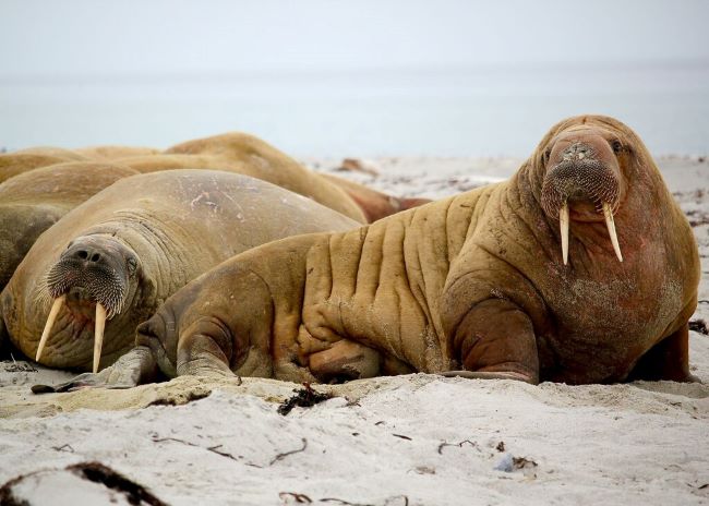Walruses are among the Arctic species that A&K's expedition cruise guests might see in Svalbard, Norway. Photo provided by A&K.